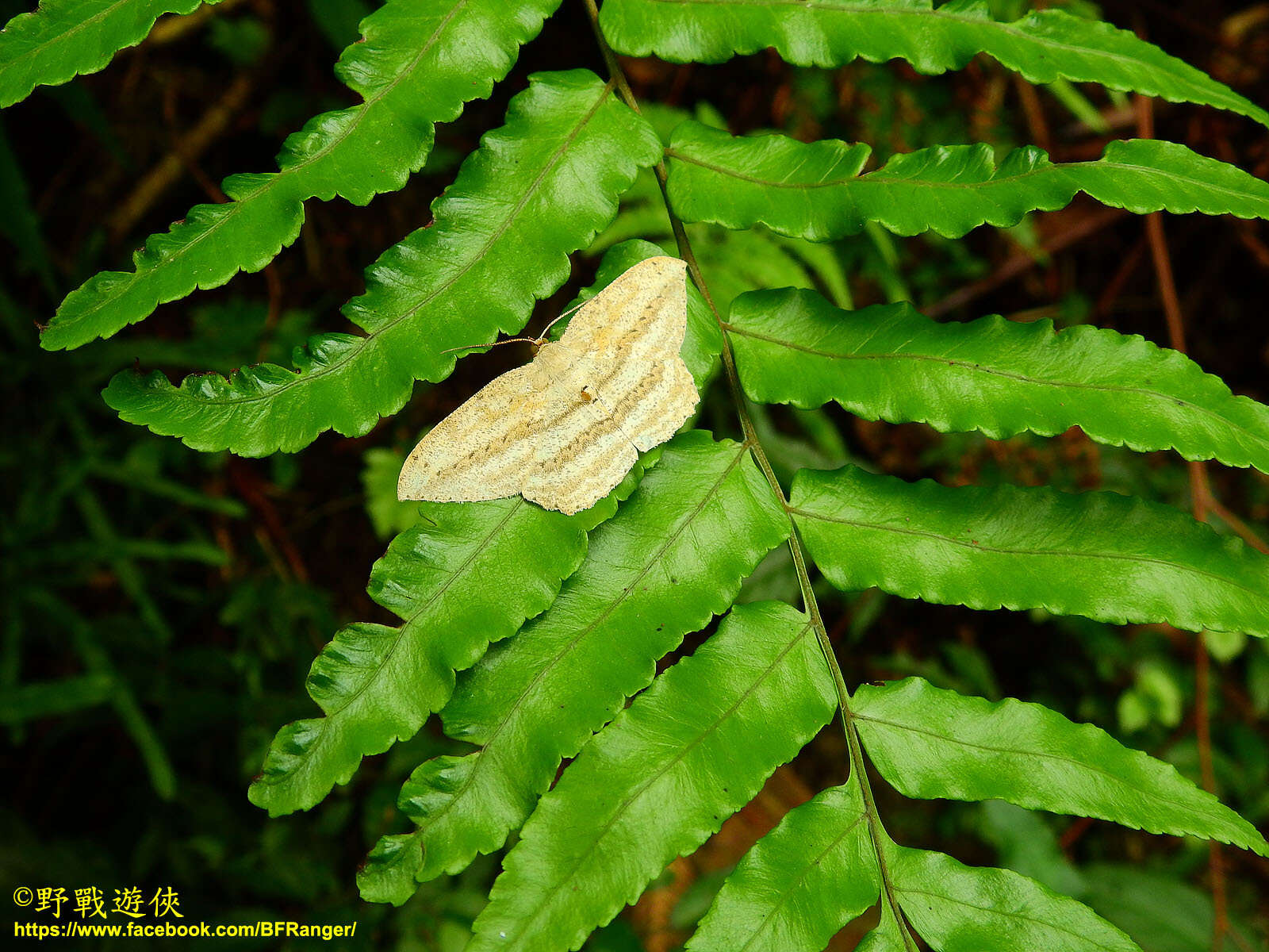 Image of <i>Calletaera obliquata</i>