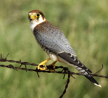 Image of Red-headed Falcon