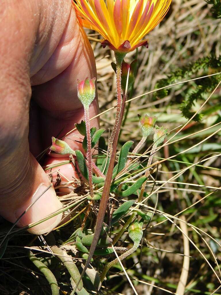 Imagem de Drosanthemum flavum (Haw.) Schwant.