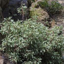 Image de Sonchus pendulus (Sch. Bip.) A. N. Sennikov