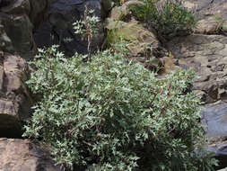 Image of Sonchus pendulus (Sch. Bip.) A. N. Sennikov