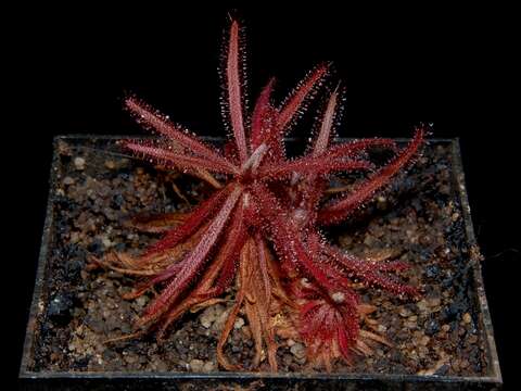 Image of Drosera adelae F. Muell.