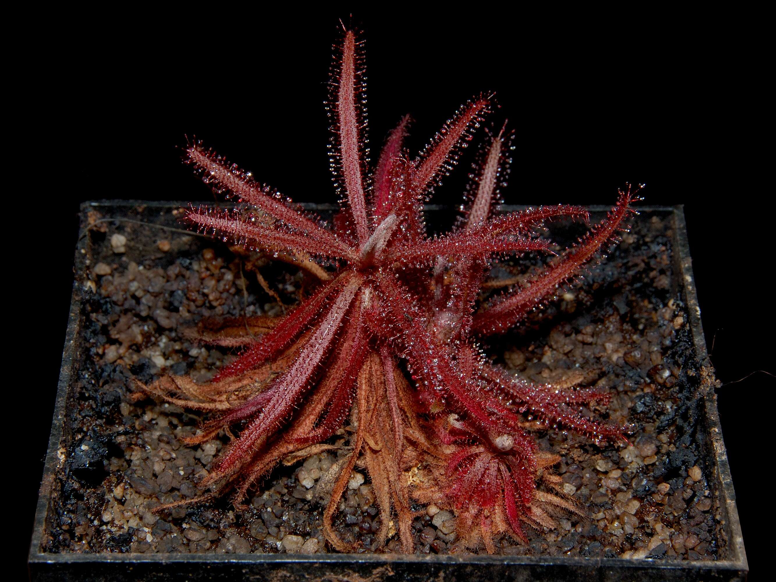 Image of Drosera adelae F. Muell.