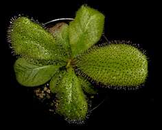 Image of Sundew