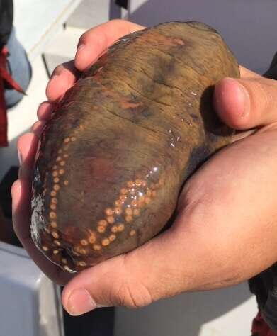 Image of Orange-footed sea cucumber