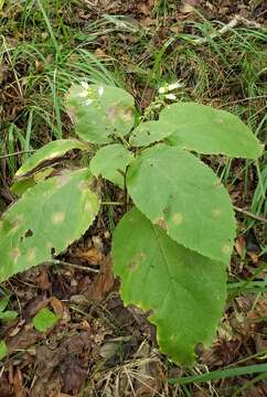 Plancia ëd Collinsonia punctata Elliott