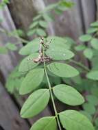 Image de Empusa pennicornis Pallas 1773