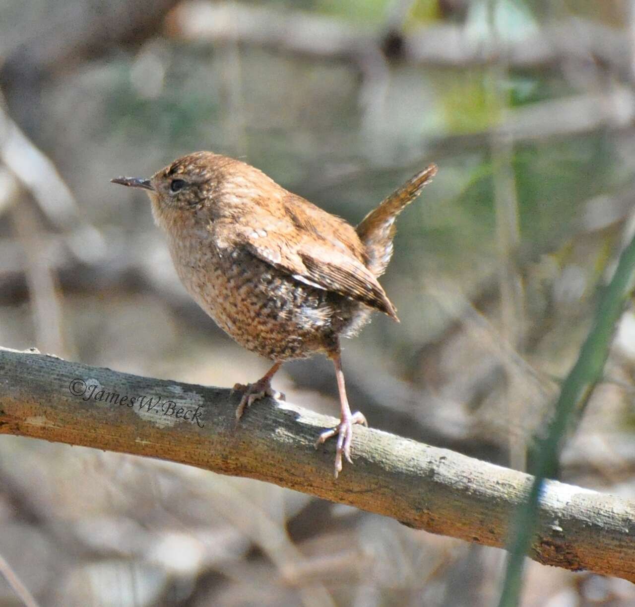 Image of Eastern Winter Wren