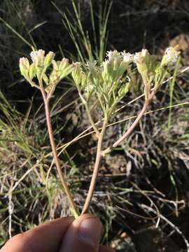 Image of desert Indianbush