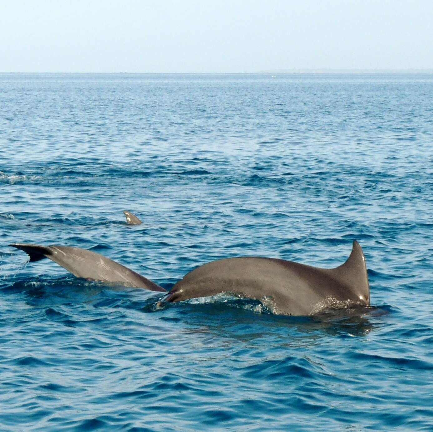 Image of Indian Ocean Bottlenose Dolphin