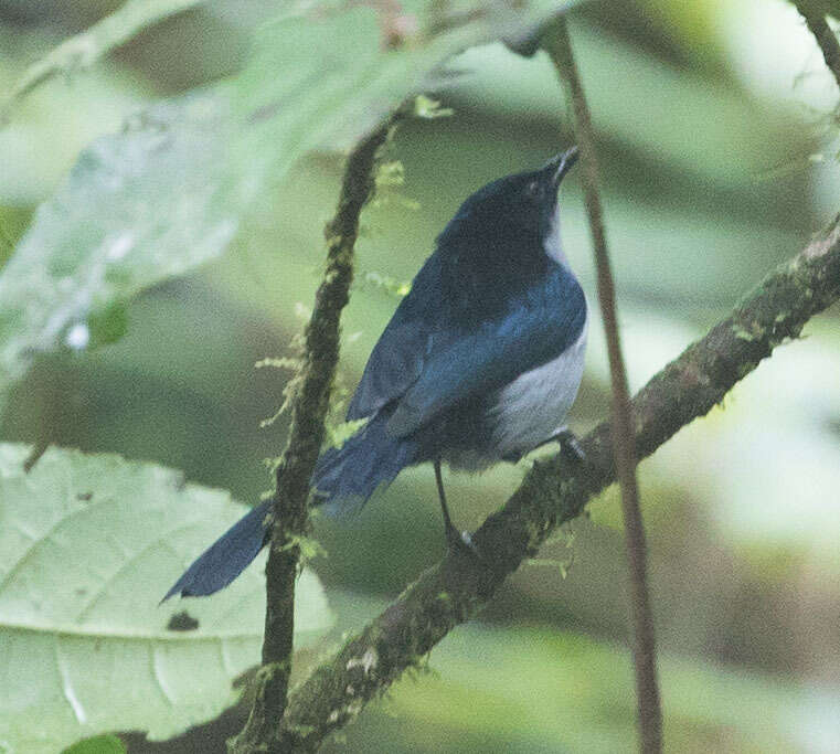 Image of Fan-tailed Berrypecker