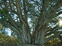 Juniperus deppeana Steud. resmi