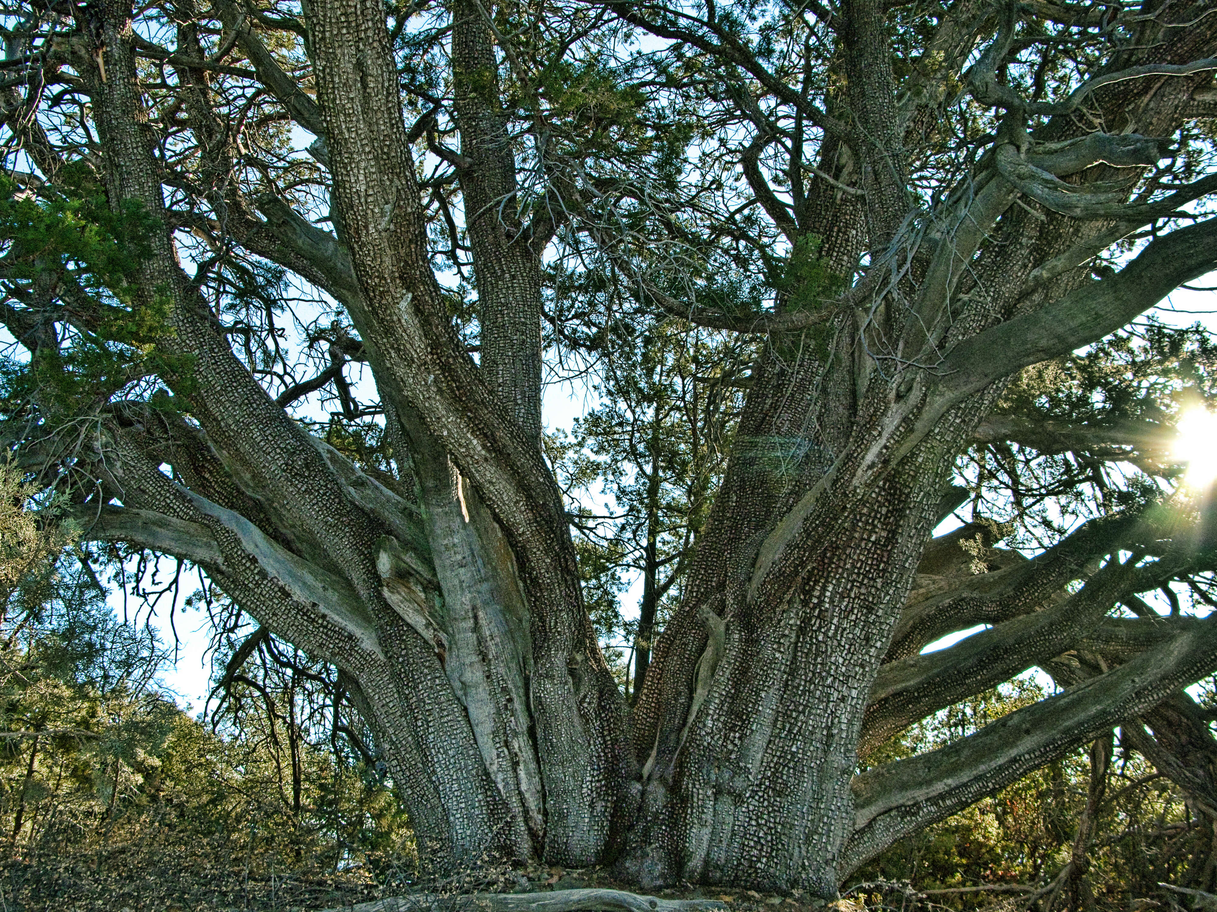 Juniperus deppeana Steud. resmi