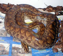 Image of Rainbow Boa