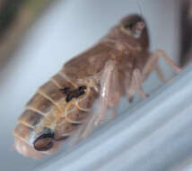 Image of twisted-winged parasites