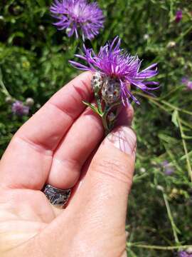 Centaurea sterilis Stev. resmi