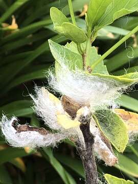 Image of Giant whitefly