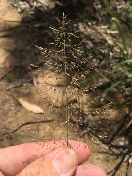 Image of Sporobolus australasicus Domin