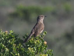 Image of Karoo Scrub Robin