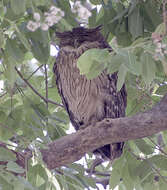 Image of Brown Fish Owl