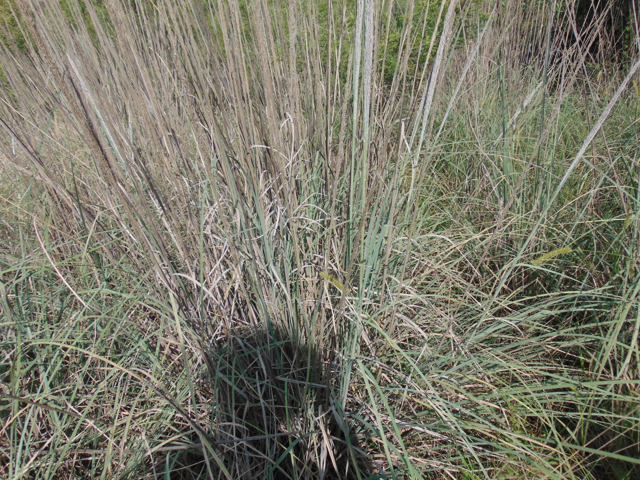 صورة Muhlenbergia robusta (E. Fourn.) Hitchc.