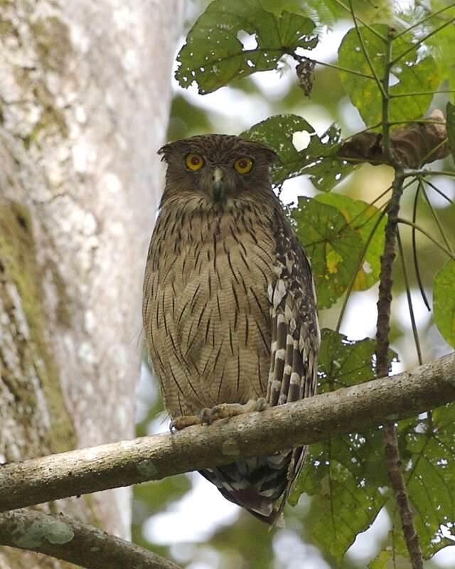 Image of Brown Fish Owl