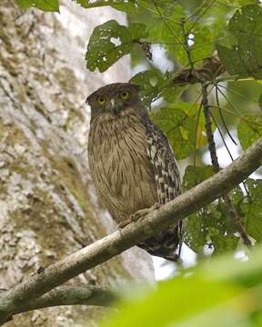 Image of Brown Fish Owl