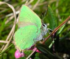 Plancia ëd Callophrys rubi (Linnaeus 1758)