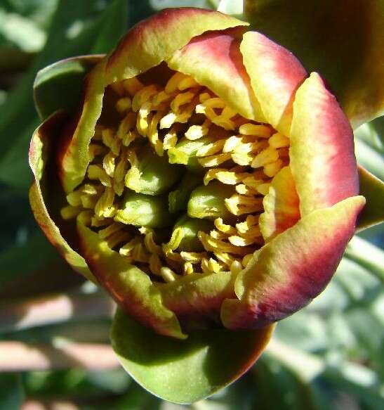 Image of peony family