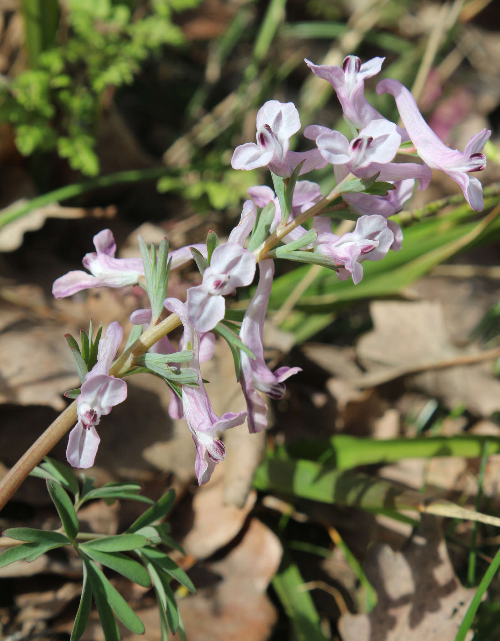 Image de Corydalis tarkiensis Prokh.