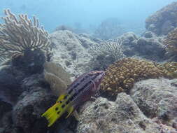 Image of Mexican hogfish