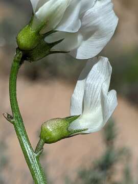 Image of thickpod milkvetch