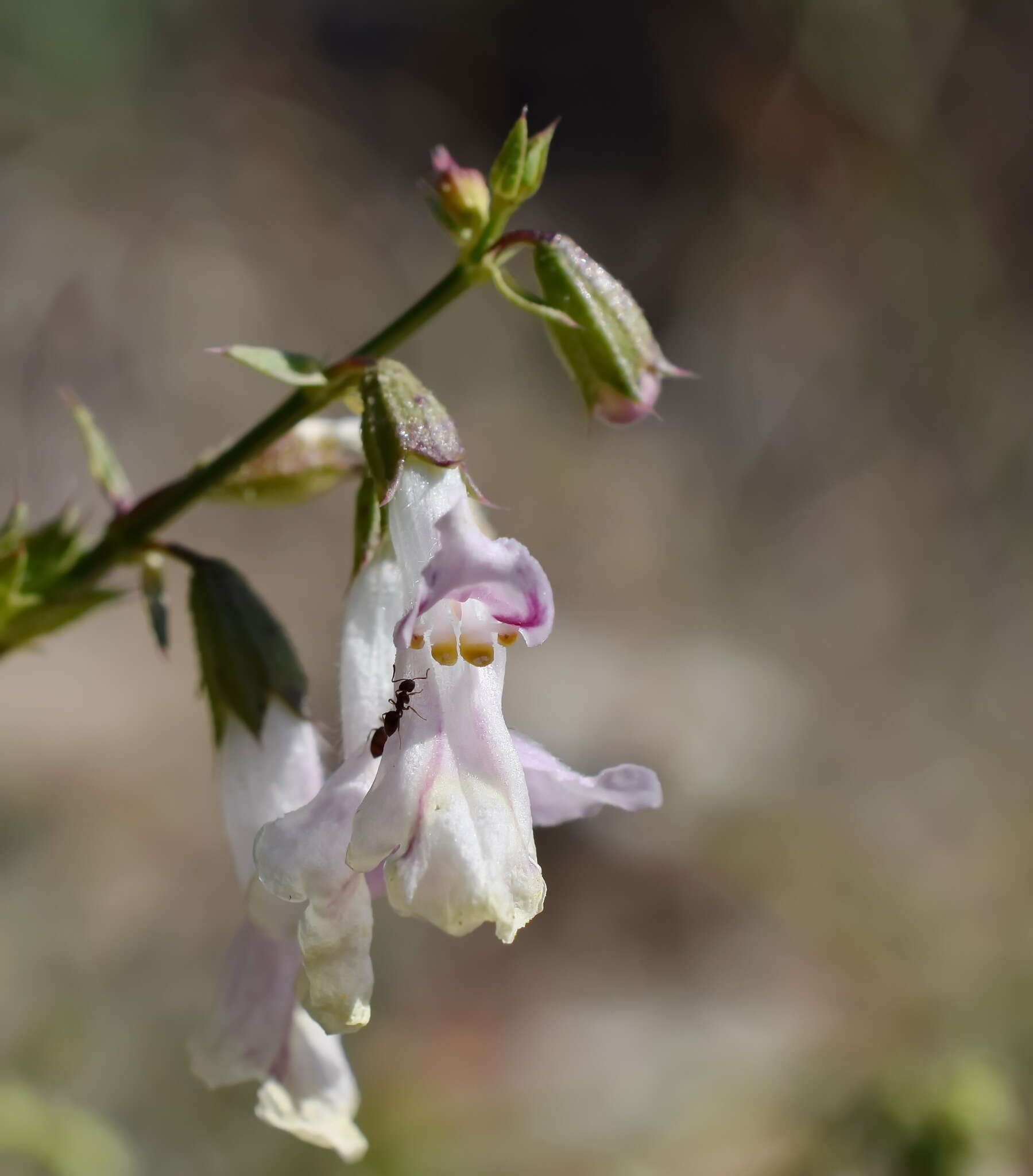 Imagem de Stachys angustifolia M. Bieb.