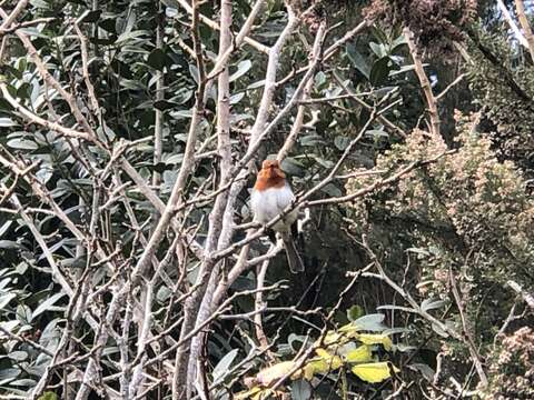 Image of Erithacus rubecula superbus Koenig & AF 1889