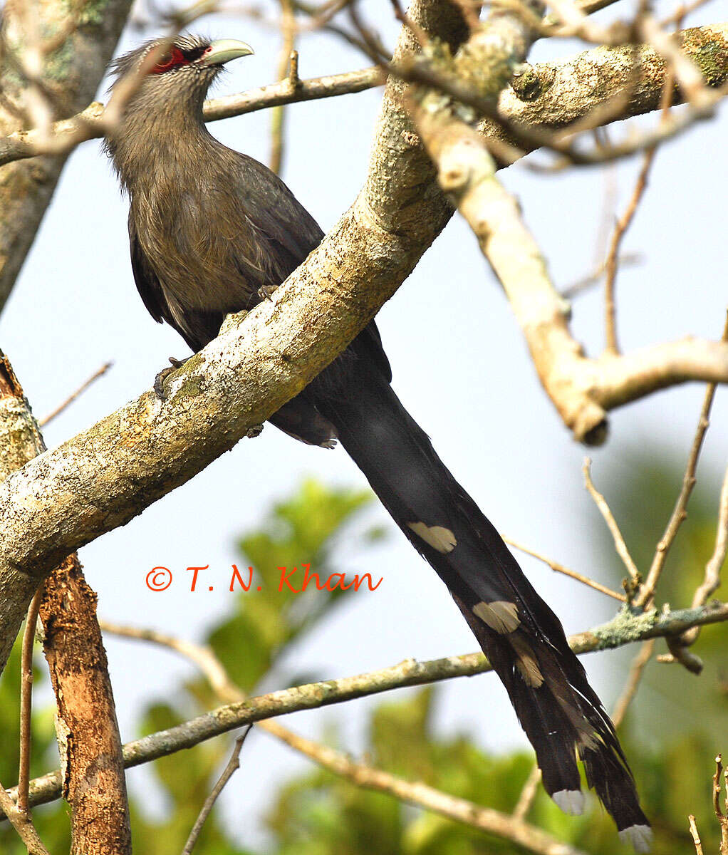 Image of Green-billed Malkoha