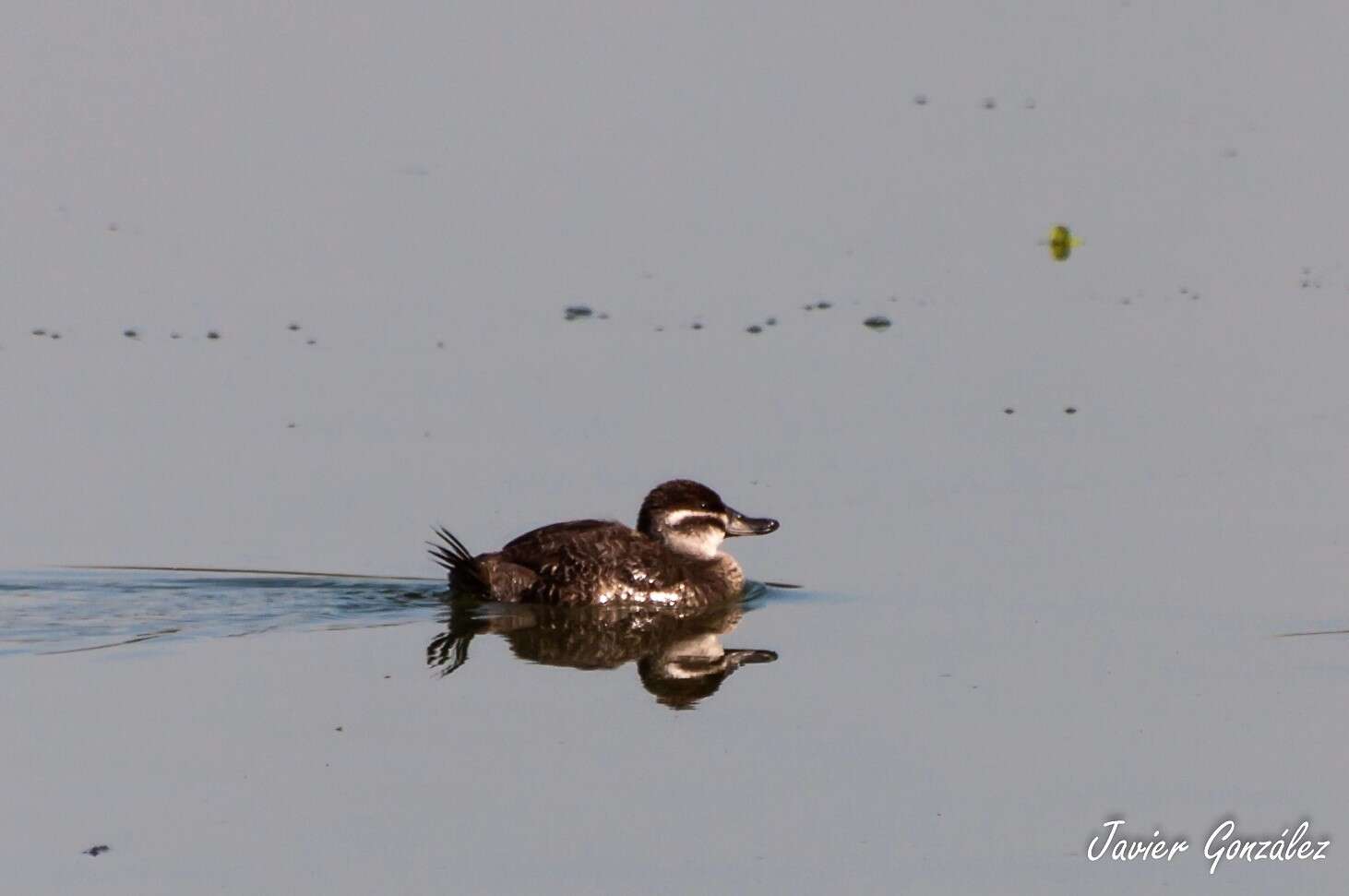 Image of Lake Duck