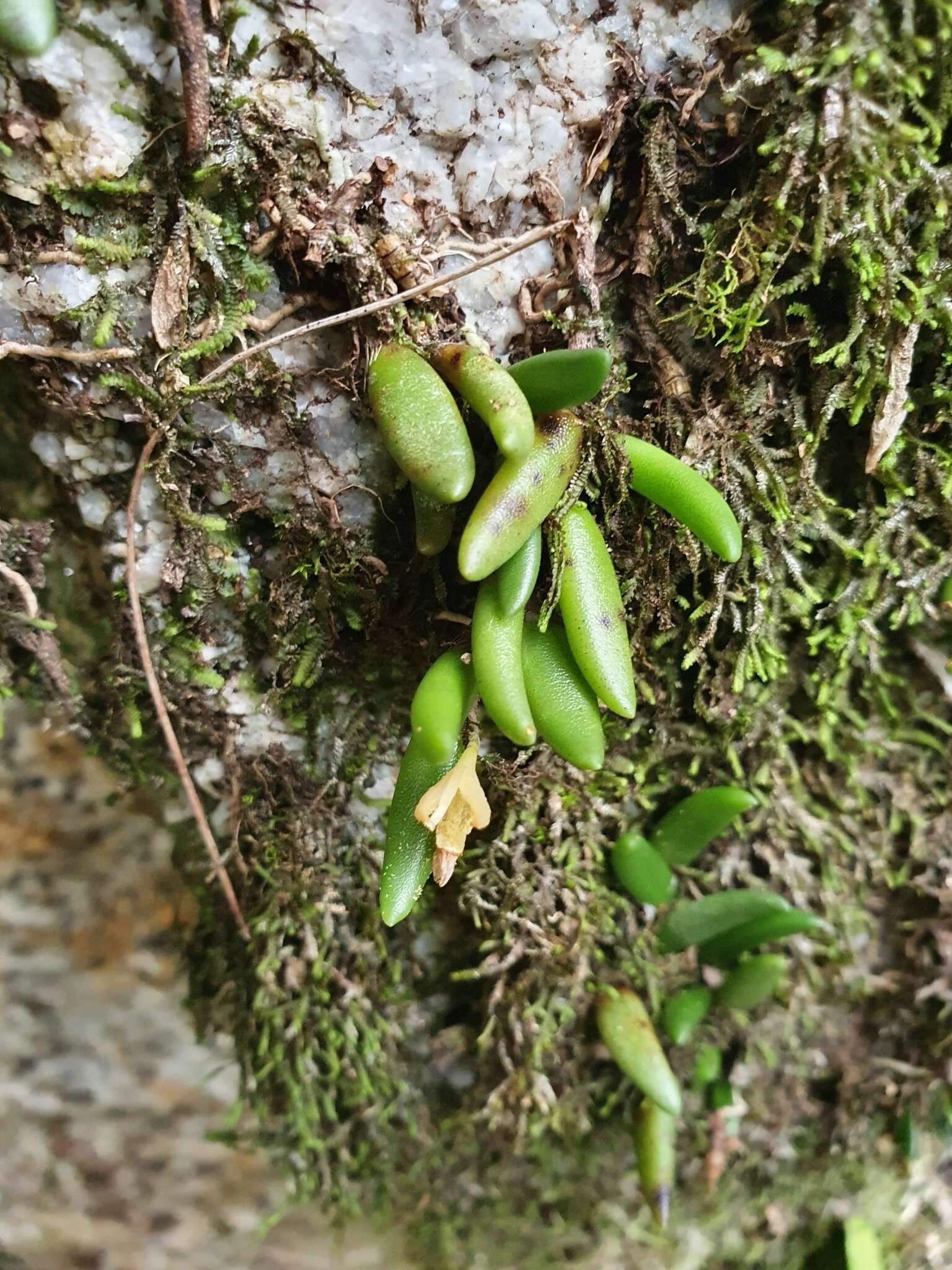 صورة Dendrobium lichenastrum (F. Muell.) Rolfe