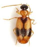 Lebia (Lebia) esurialis Casey 1920 resmi