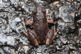 Image of Leptobrachella ventripunctata (Fei, Ye & Li ex Fei, Ye & Huang 1990)