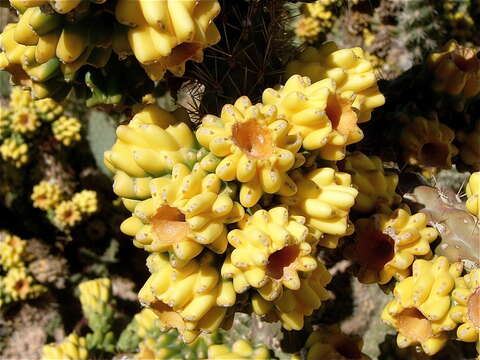 Imagem de Cylindropuntia acanthocarpa (Engelm. & J. M. Bigelow) F. M. Knuth