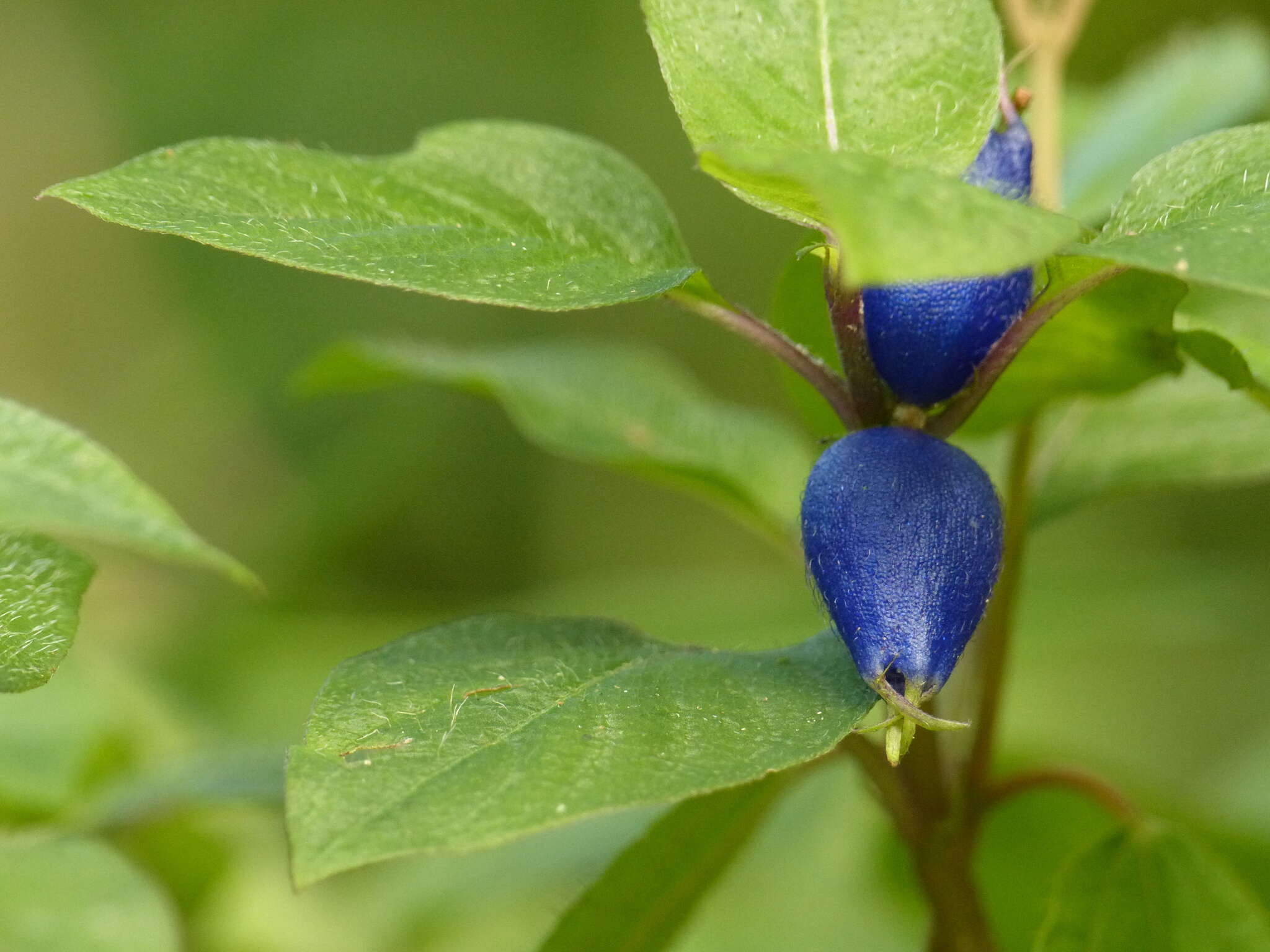 Image of yerba de guava