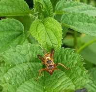 Image de Knemodynerus multimaculatus Gusenleitner 2006