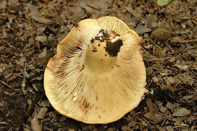 Image of Tawny Milkcap