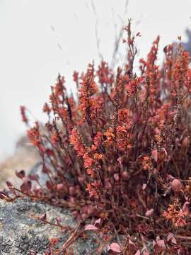 Image of Bistorta vacciniifolia (Wall. ex Meisner) Greene