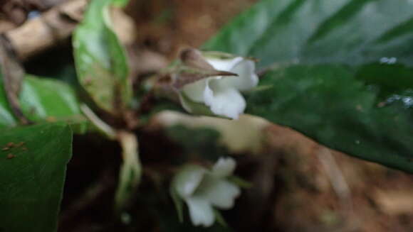 Image of Napeanthus bracteatus C. V. Morton