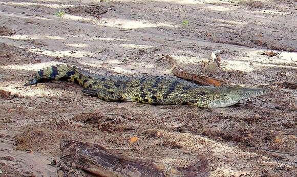 Image of Nile crocodile