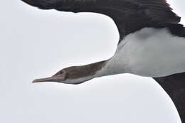 Image of Bounty Shag