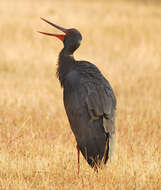 Image of Black Stork