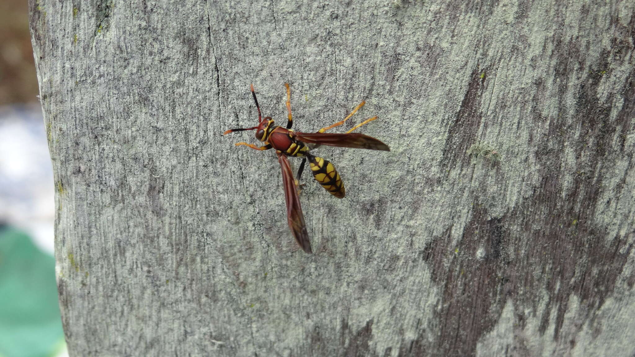 Image of <i>Polistes <i>myersi</i></i> myersi