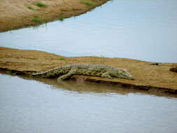 Image of Nile crocodile